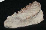 Pennsylvanian Lungfish (Gnathorhiza) Mouthplate - Texas #31366-2